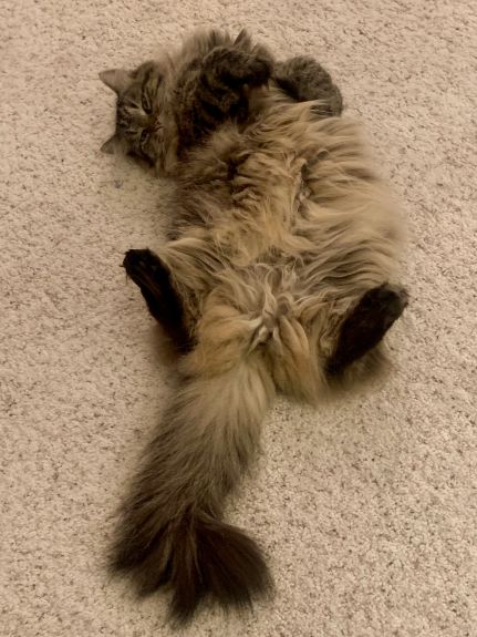 lily eris.jpg